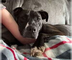 Small #1 American Pit Bull Terrier Mix