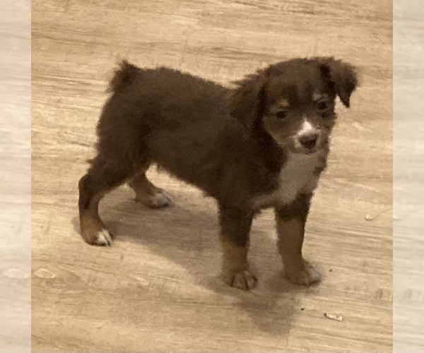 Medium Photo #13 Miniature Australian Shepherd Puppy For Sale in FORT MORGAN, CO, USA