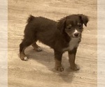 Small #12 Miniature Australian Shepherd
