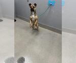 Small Boxer Mix