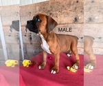 Small #6 Boxer