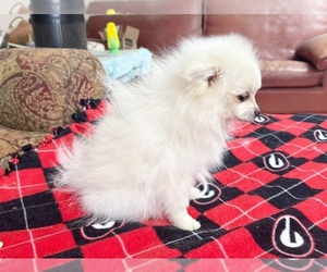 Pomeranian Puppy for sale in DAWSONVILLE, GA, USA