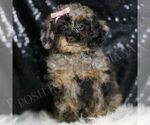 Puppy Mystic AKC Poodle (Miniature)