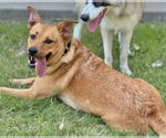 Small #4 Golden Retriever Mix