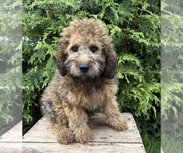 Medium Photo #2 Whoodle (Miniature) Puppy For Sale in MIDDLEBURY, IN, USA