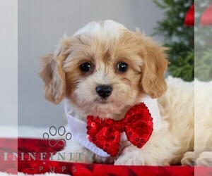 Bichon Frise-Cavachon Mix Puppy for sale in GORDONVILLE, PA, USA