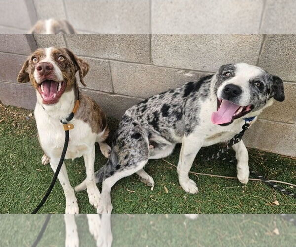 Medium Photo #1 Australian Shepherd-Catahoula Leopard Dog Mix Puppy For Sale in Lakewood, CO, USA