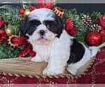Small Photo #2 Shih Tzu Puppy For Sale in BRIDGEWATER, VA, USA