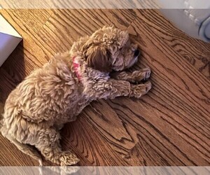 Goldendoodle (Miniature) Puppy for sale in WINSTON, GA, USA