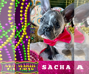 French Bulldog Puppy for sale in HEATHROW, FL, USA