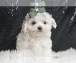 Puppy Aster Maltese