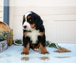 Small Photo #24 Bernese Mountain Dog Puppy For Sale in BIRD IN HAND, PA, USA