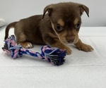 Small Photo #5 Chorkie Puppy For Sale in SAINT AUGUSTINE, FL, USA
