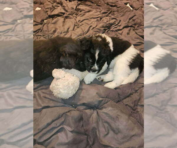 Medium Photo #8 Newfoundland Puppy For Sale in SPRAGUE, WA, USA