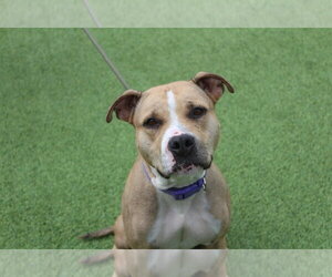 Sugar - Female Mutt Dog for Adoption - Photo #3