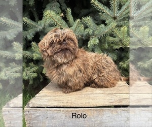 Father of the Shih Tzu puppies born on 04/02/2026