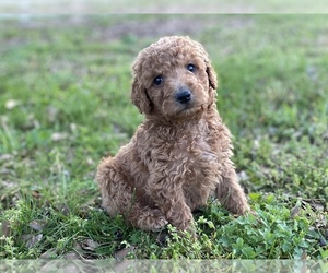 Goldendoodle Puppy for sale in CANON, GA, USA