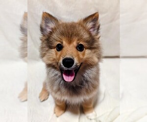 Pembroke Welsh Corgi-Pomsky Mix Puppy for sale in VANCOUVER, WA, USA