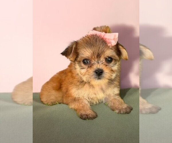 Medium Photo #1 Morkie Puppy For Sale in MIRAMAR, FL, USA