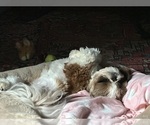 Small #1 Shih Tzu