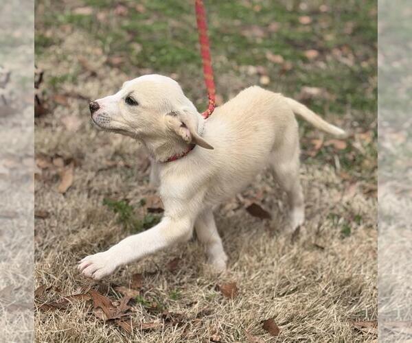 Medium Photo #2 Labrador Retriever-Unknown Mix Puppy For Sale in Yardley, PA, USA