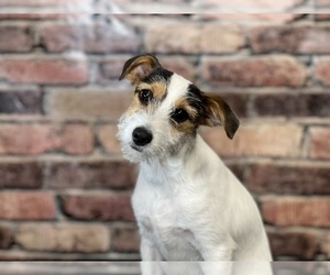 Jack Russell Terrier Puppy for Sale in DUNDEE, Ohio USA