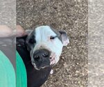Small #11 American Pit Bull Terrier Mix