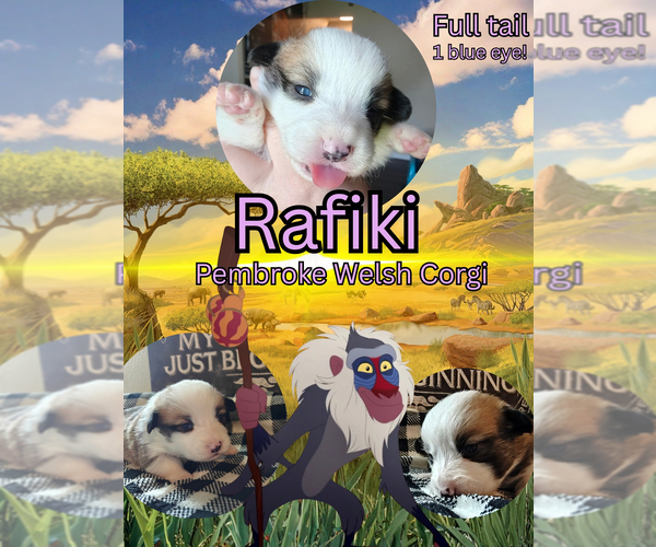 Medium Photo #1 Pembroke Welsh Corgi Puppy For Sale in SAINT JOHN, WA, USA
