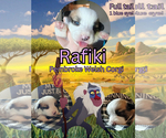 Puppy 4 Pembroke Welsh Corgi