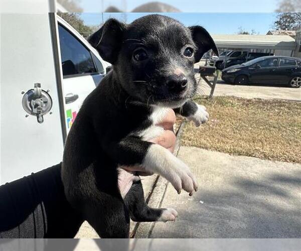 Medium Photo #1 Chihuahua-Unknown Mix Puppy For Sale in Houston, TX, USA