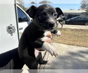 Chihuahua-Unknown Mix Dogs for adoption in Houston, TX, USA