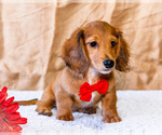 Small #15 Dachshund