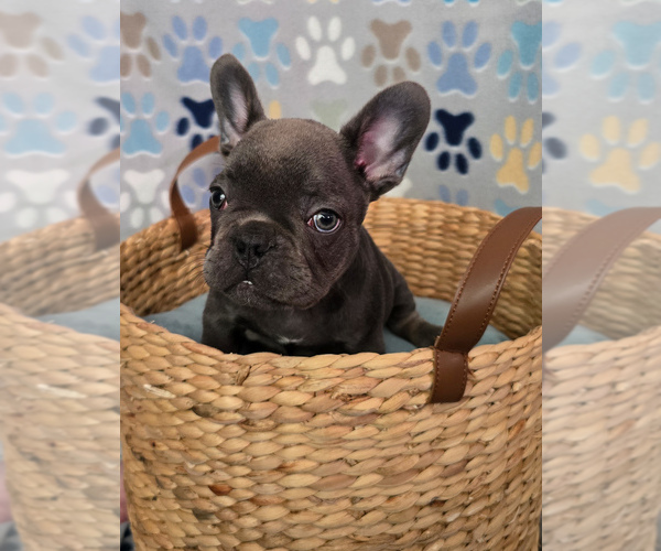 Medium Photo #14 French Bulldog Puppy For Sale in SPRING, TX, USA