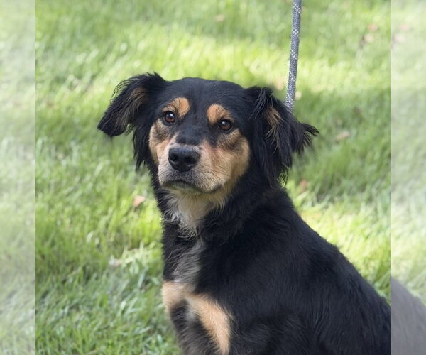 Medium Photo #1 - Mix Puppy For Sale in Yardley, PA, USA