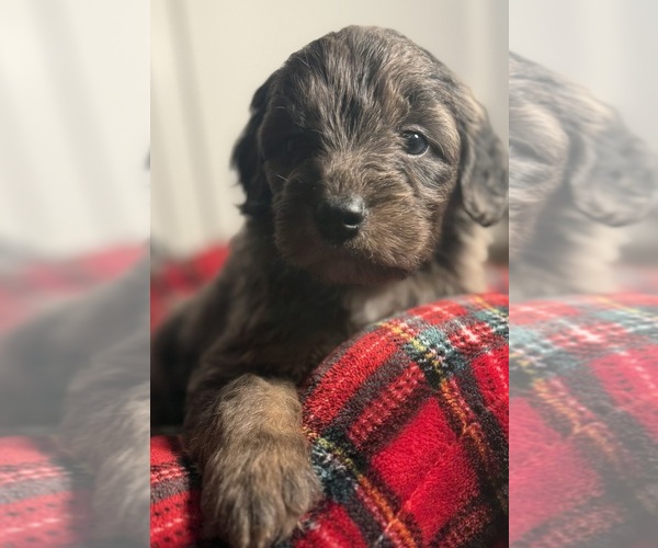 Medium Photo #3 Aussiedoodle Miniature  Puppy For Sale in MENIFEE, CA, USA