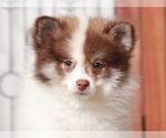 Image preview for Ad Listing. Nickname: Boris