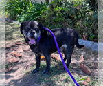 Small #7 Pug Mix