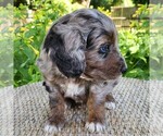Small #5 F2 Aussiedoodle