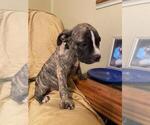 Small Photo #9 American Pit Bull Terrier-Olde English Bulldogge Mix Puppy For Sale in EUNICE, LA, USA