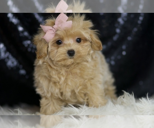 Medium Photo #88 Maltipoo Puppy For Sale in WARSAW, IN, USA