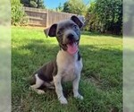 Small #1 Chihuahua Mix