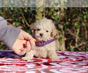 Poodle (Toy) Puppy for sale in DYERSBURG, TN, USA
