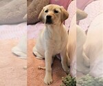 Small Photo #3 Labrador Retriever Puppy For Sale in SYRACUSE, IN, USA