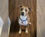 Small #2 American Pit Bull Terrier