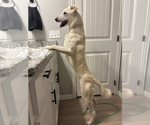 Medium Photo #3 Mutt Puppy For Sale in Minneapolis, MN, USA