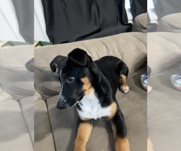 Medium Photo #6 Texas Heeler-Unknown Mix Puppy For Sale in MIDWAY, UT, USA