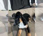 Small #5 Texas Heeler Mix
