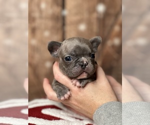 French Bulldog Puppy for sale in LACEY, WA, USA