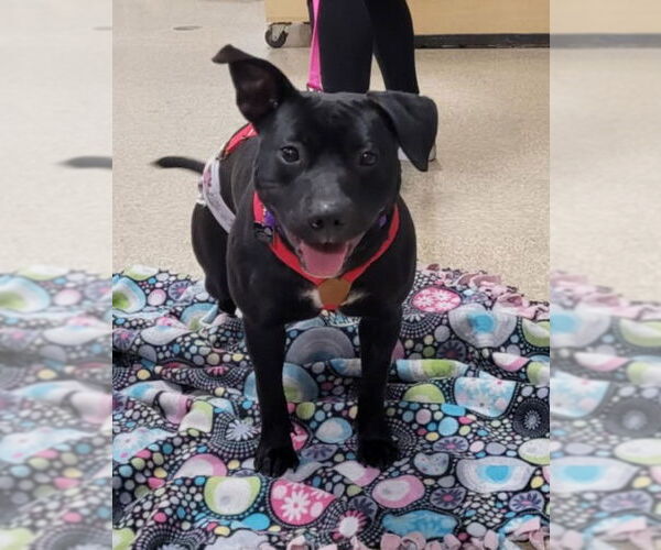 Medium Photo #15 Staffordshire Bull Terrier-Unknown Mix Puppy For Sale in Spotsylvania, VA, USA