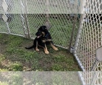 Small Photo #12 German Shepherd Dog Puppy For Sale in BRUSLY, LA, USA